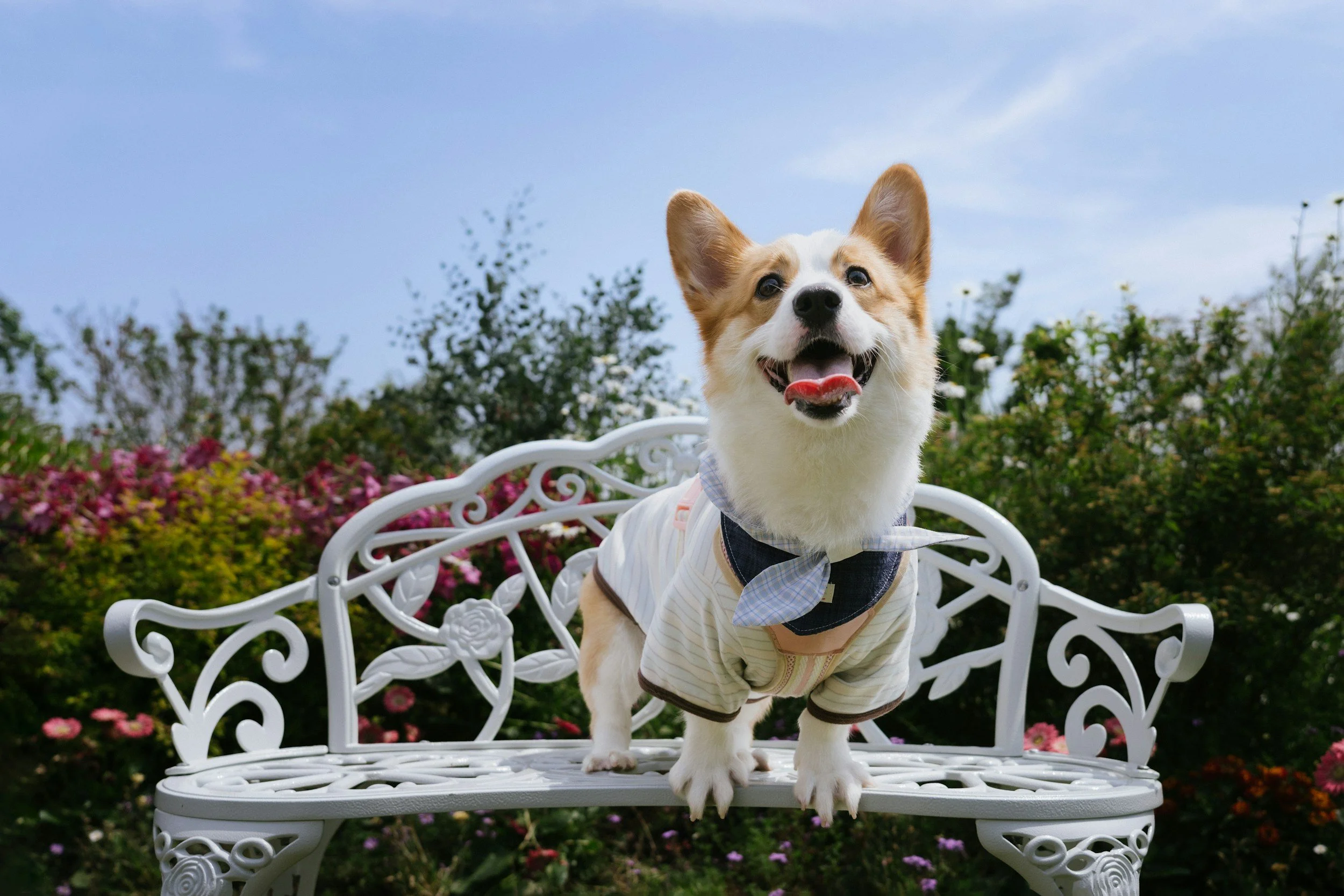 A small dog with large ears, wearing a shirt and a bow tie, standing on a white ornate garden bench outdoors with colorful flowers and green bushes in the background.