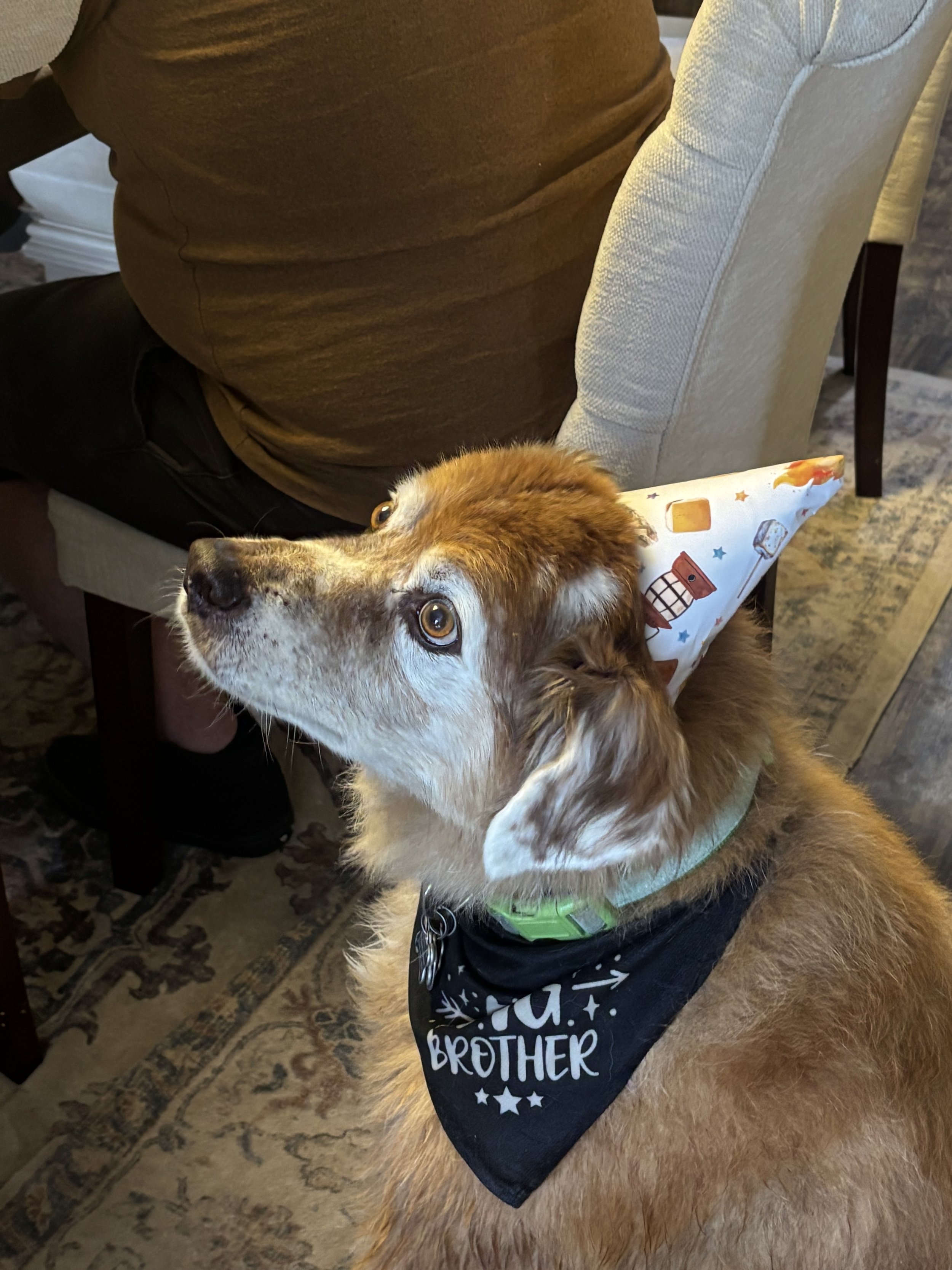 Bane turned 13 years old. We celebrated both Bane's and Gizmo's Birthday.