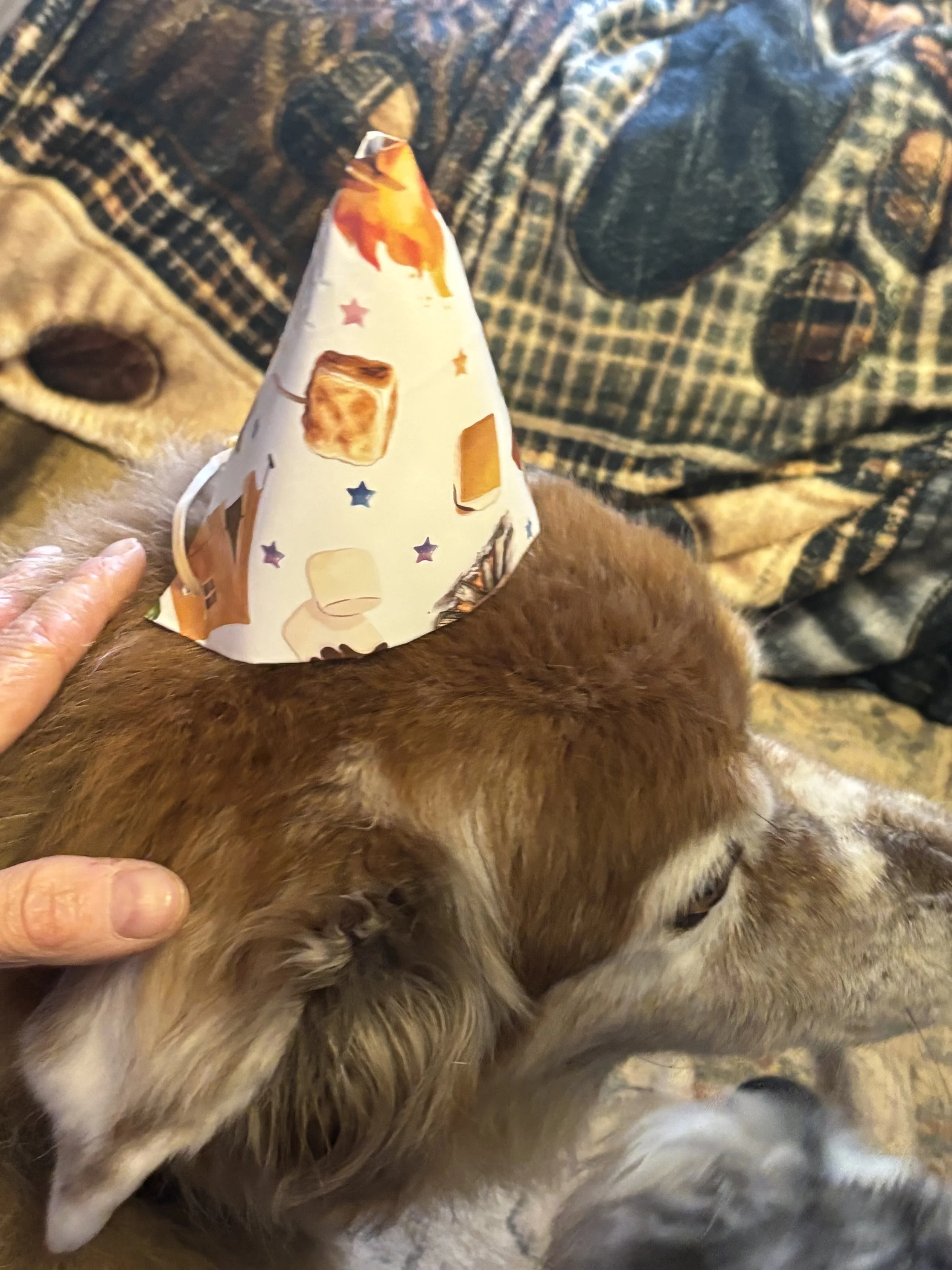 Bane turned 13 years old. We celebrated both Bane's and Gizmo's Birthday.