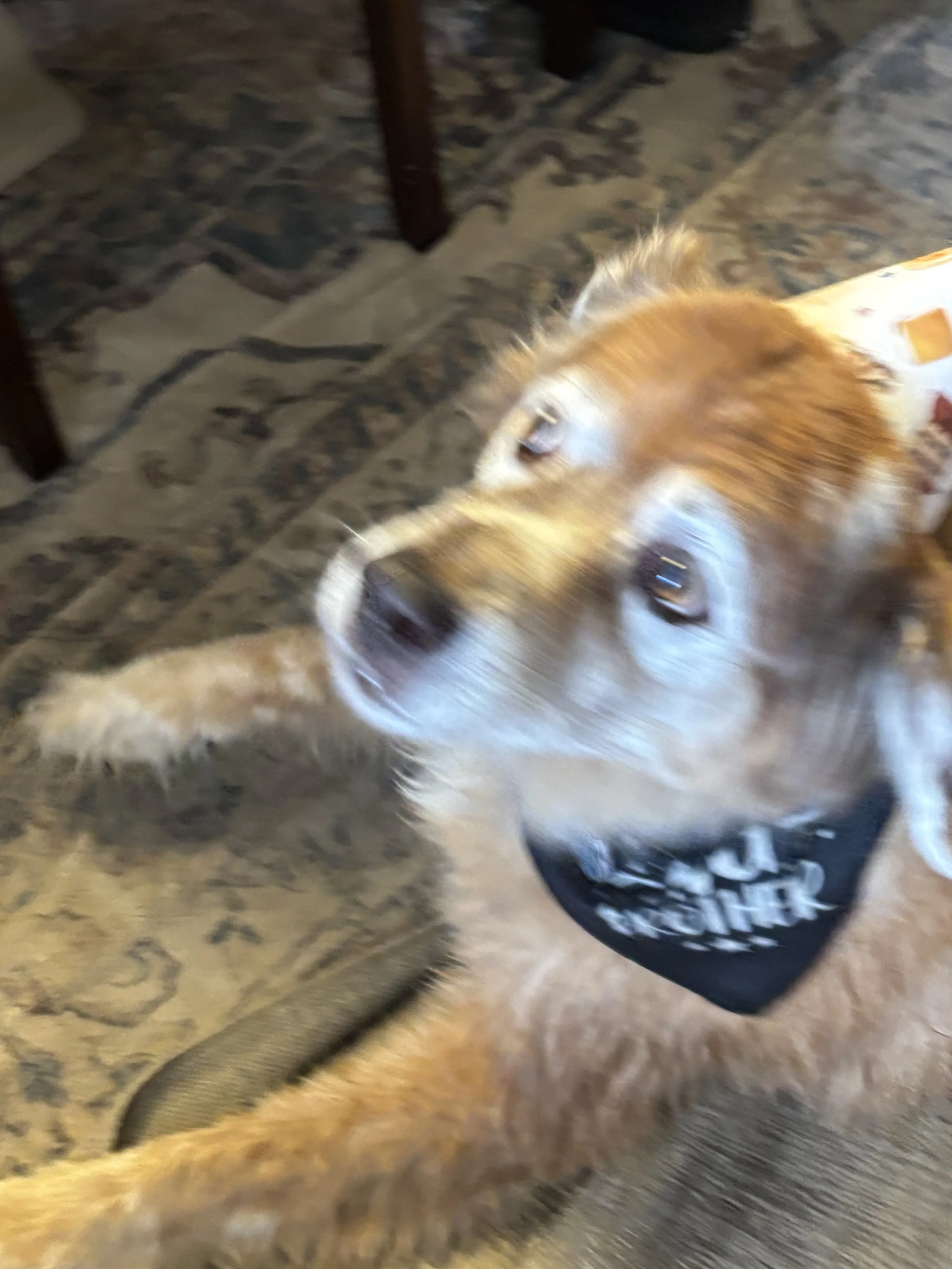 Bane turned 13 years old. We celebrated both Bane's and Gizmo's Birthday.