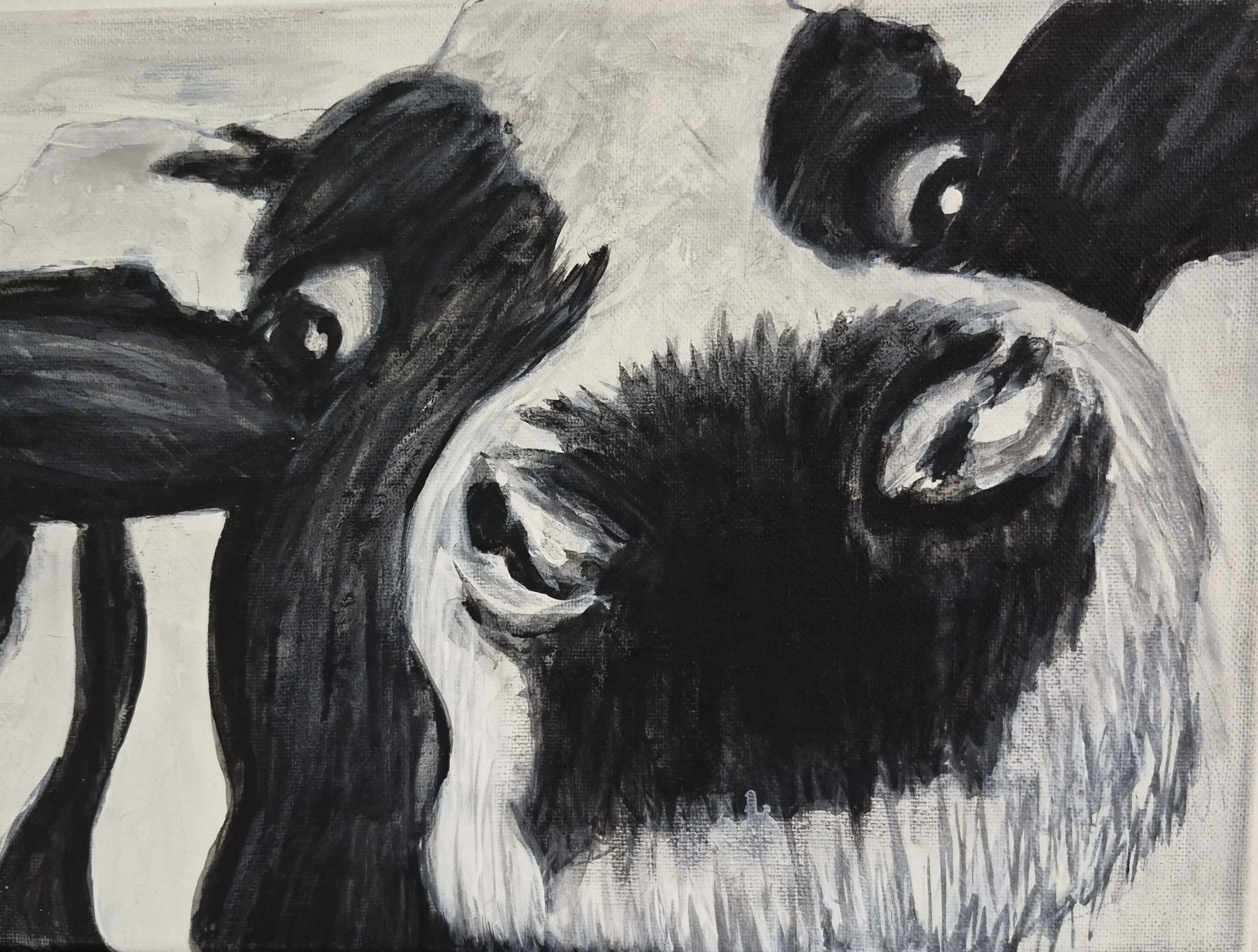 Cow Closeup