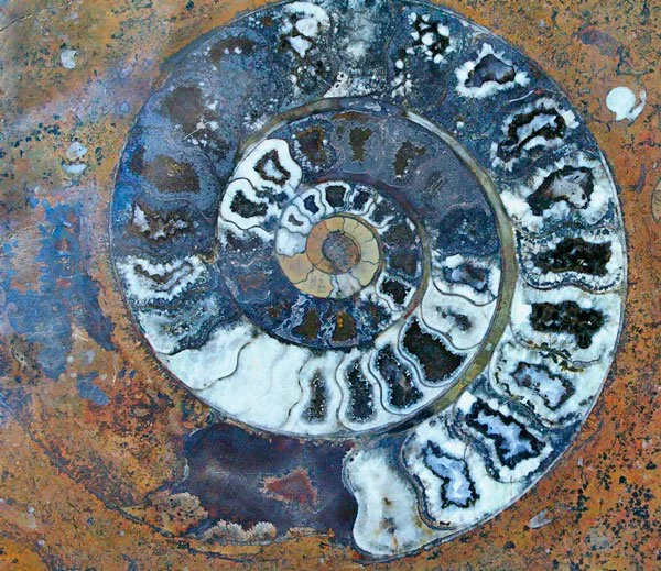 Close-up of a fossilized ammonite shell with a spiral pattern, showing detailed, segmented chambers in shades of brown, white, black, and gray.