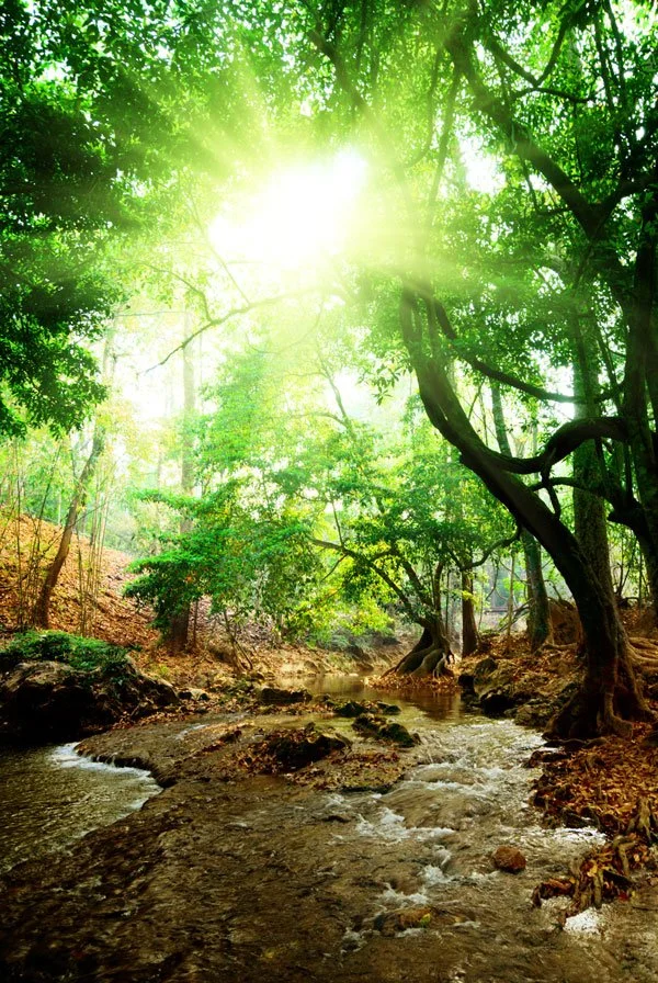 SHAMANIC & REIKI HEALING SESSION