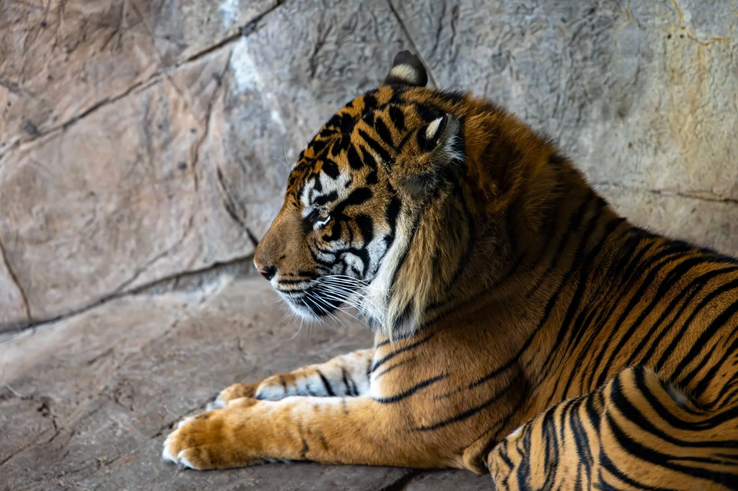 Wildlife Adventures At The Fort Worth Zoo