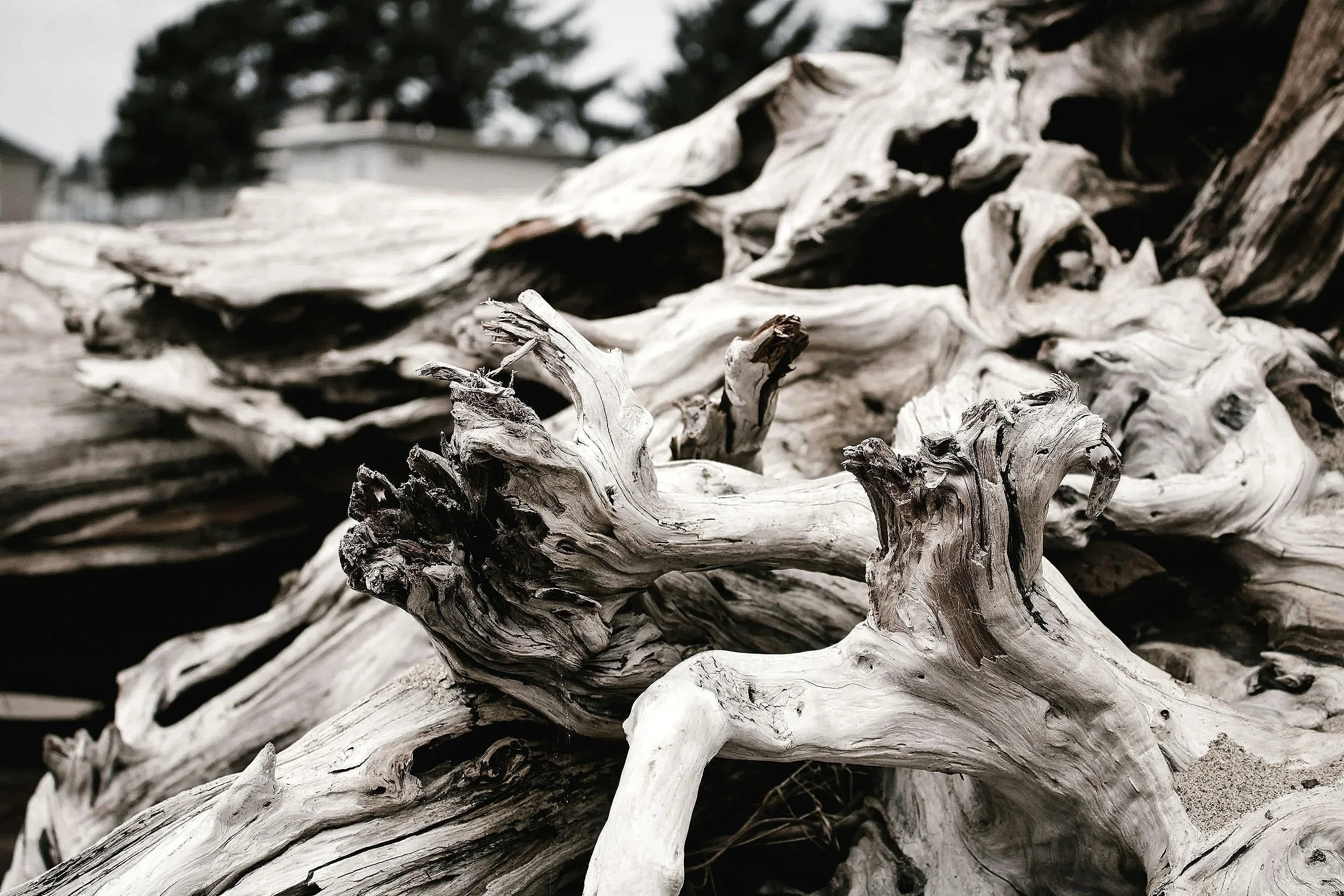 Close-up of a pile of weathered, twisted, white driftwood pieces outdoors with blurred trees and sky in the background.