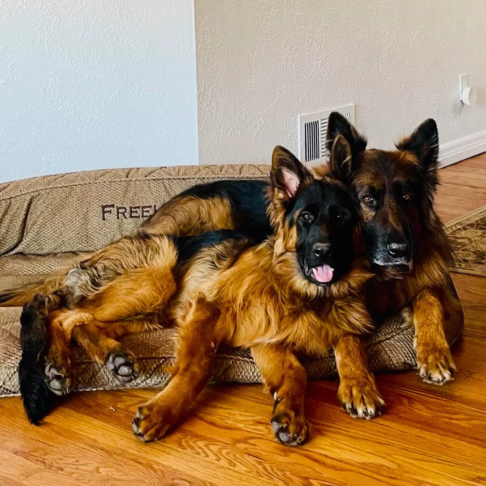 Two German Shepherd dogs lying on a brown dog bed on a hardwood floor; one is black and tan with its tongue out, and the other is mostly brown with black around the face.