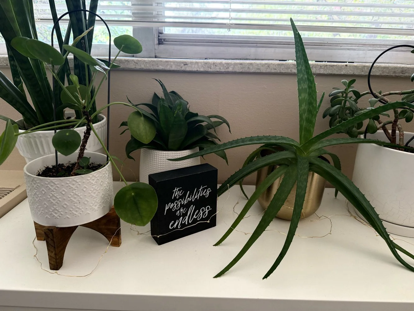 Indoor collection of potted plants on a white surface near a window, with a black sign reading 'the possibilities are endless' in front.