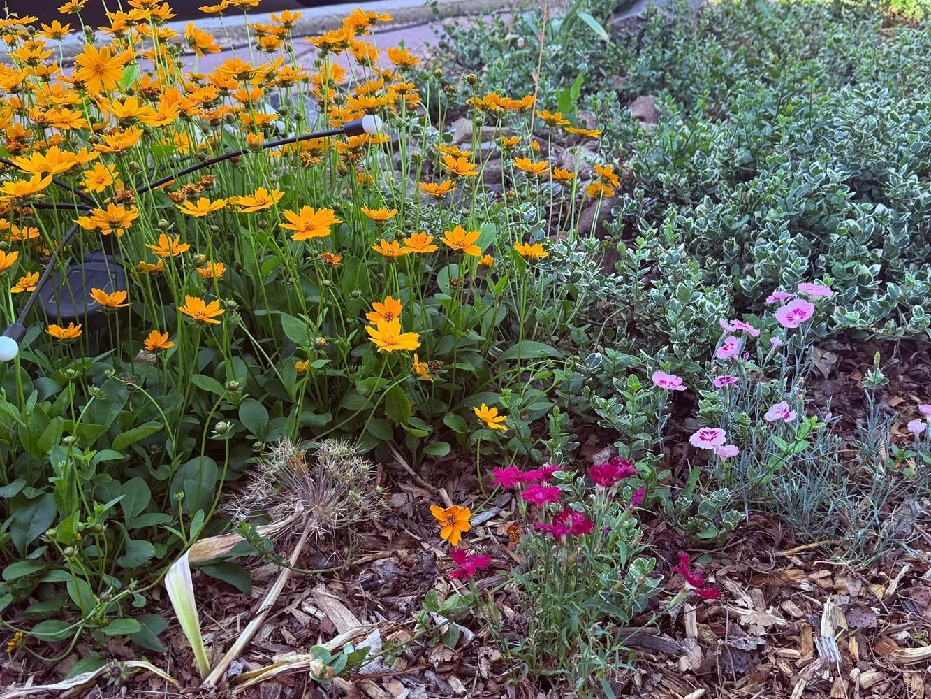 A garden bed with orange, pink, and purple flowers, including marigolds and possibly dianthus, with mulch on the soil surface.