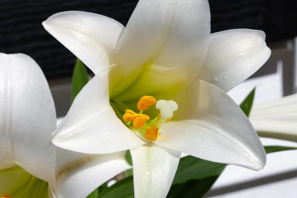 7_White Tulips.jpg