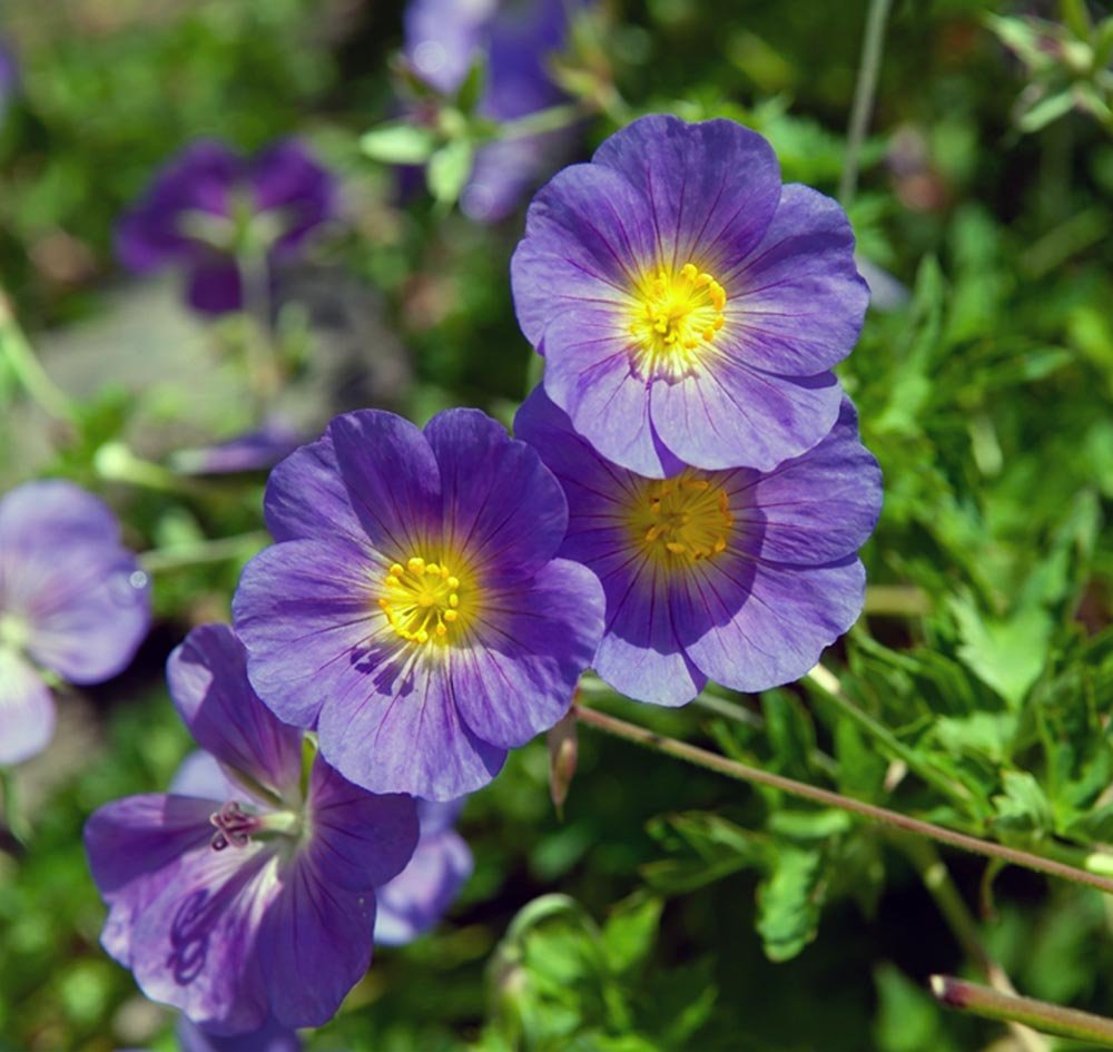 27_Purple Arrangement.jpg