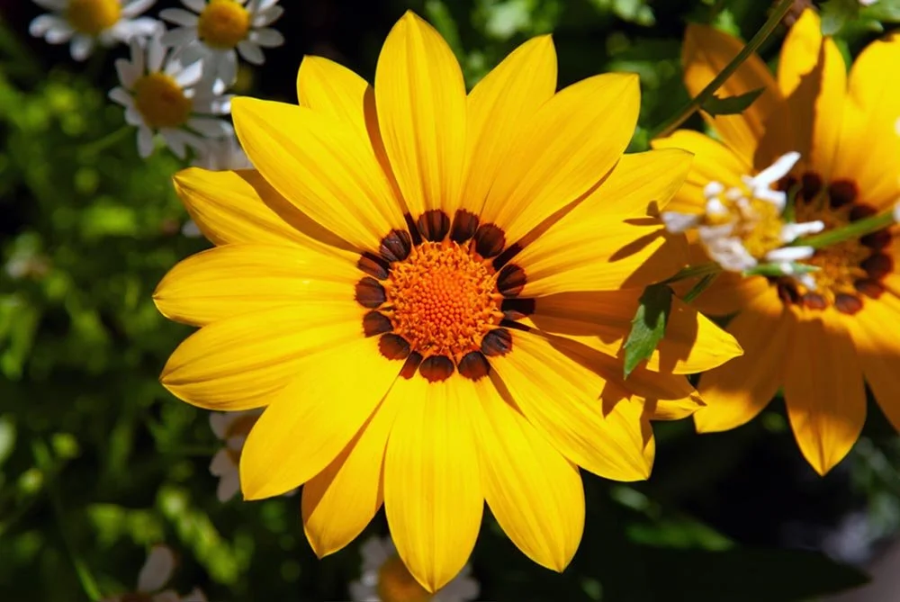 24_Yellow and Orange flower.jpg