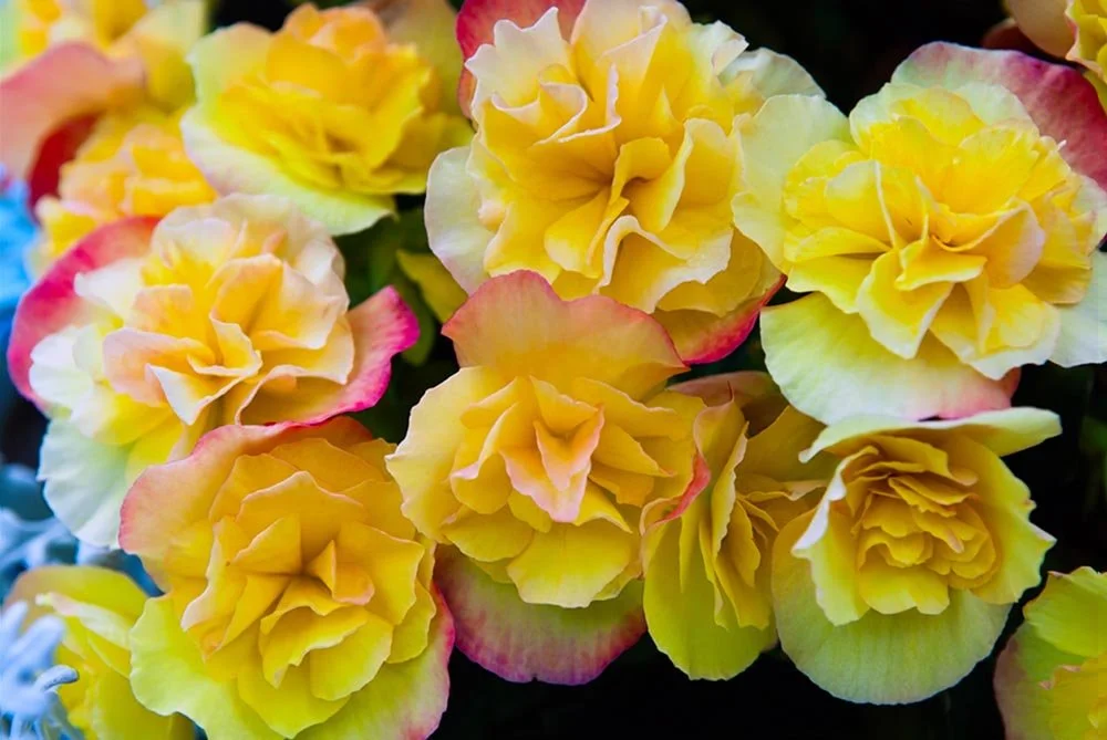 17_Yellow Buds.jpg