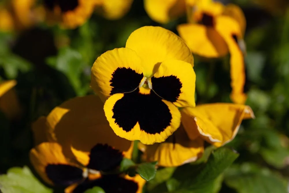 2_Panzy Yellow.jpg