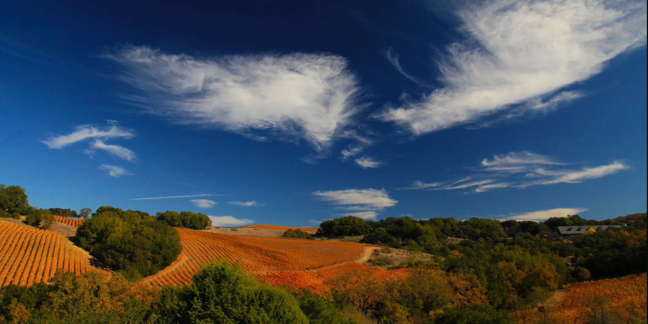 82 Napa field.jpg