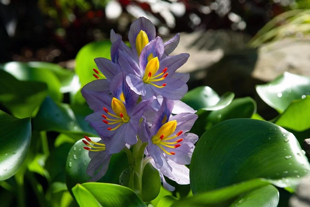 33_Lilly Pad Florals.jpg
