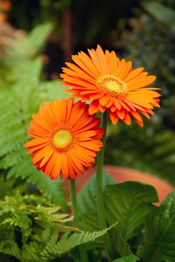 55_ Sun Flower.jpg