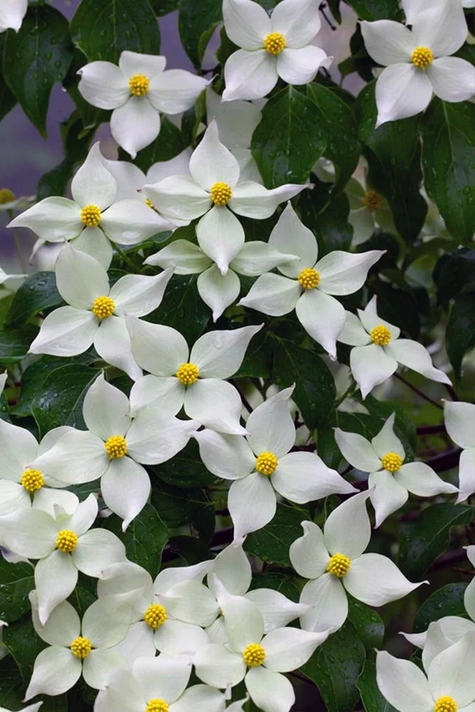 38_White Dogwood.jpg