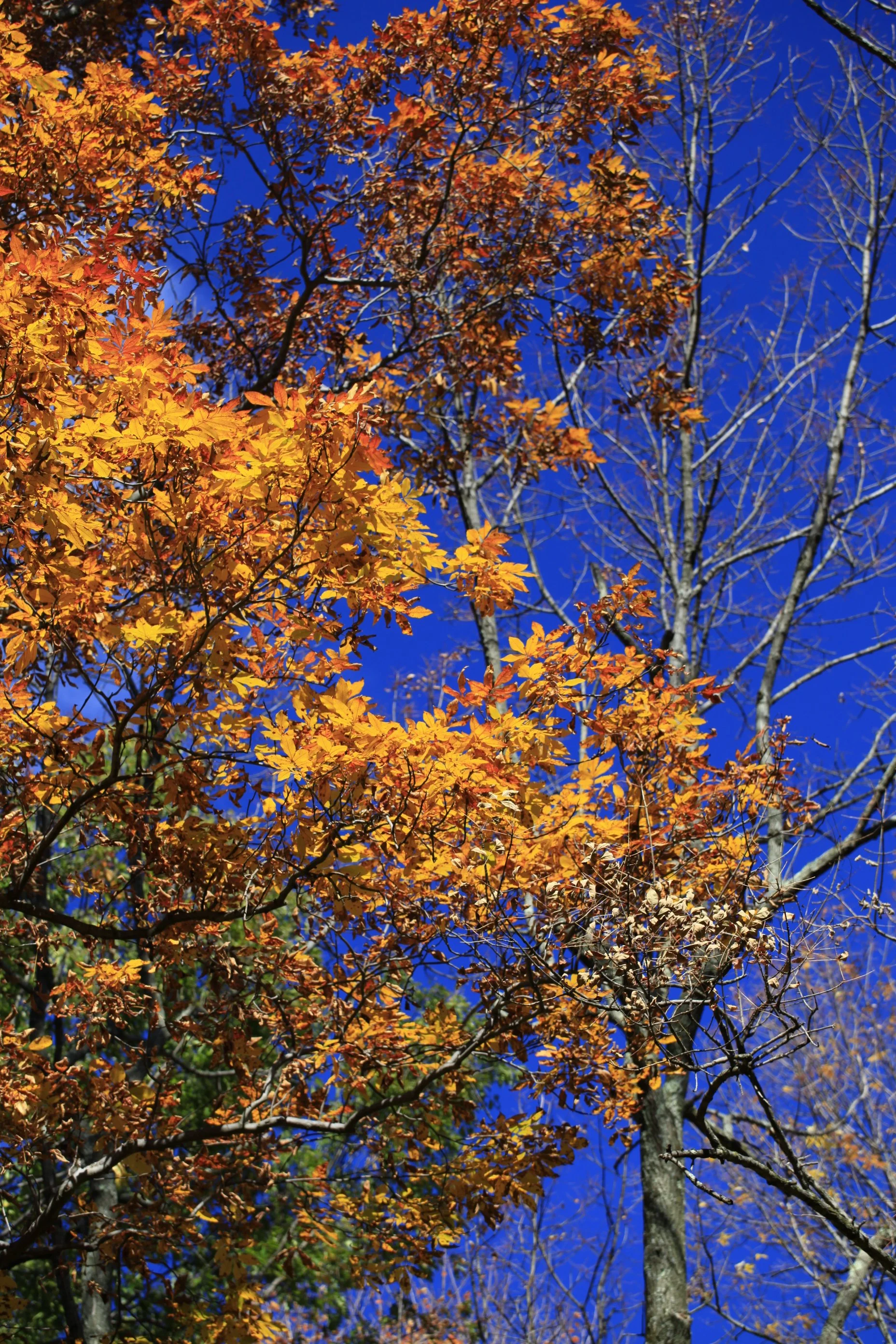 _MG_8937_6682.JPG