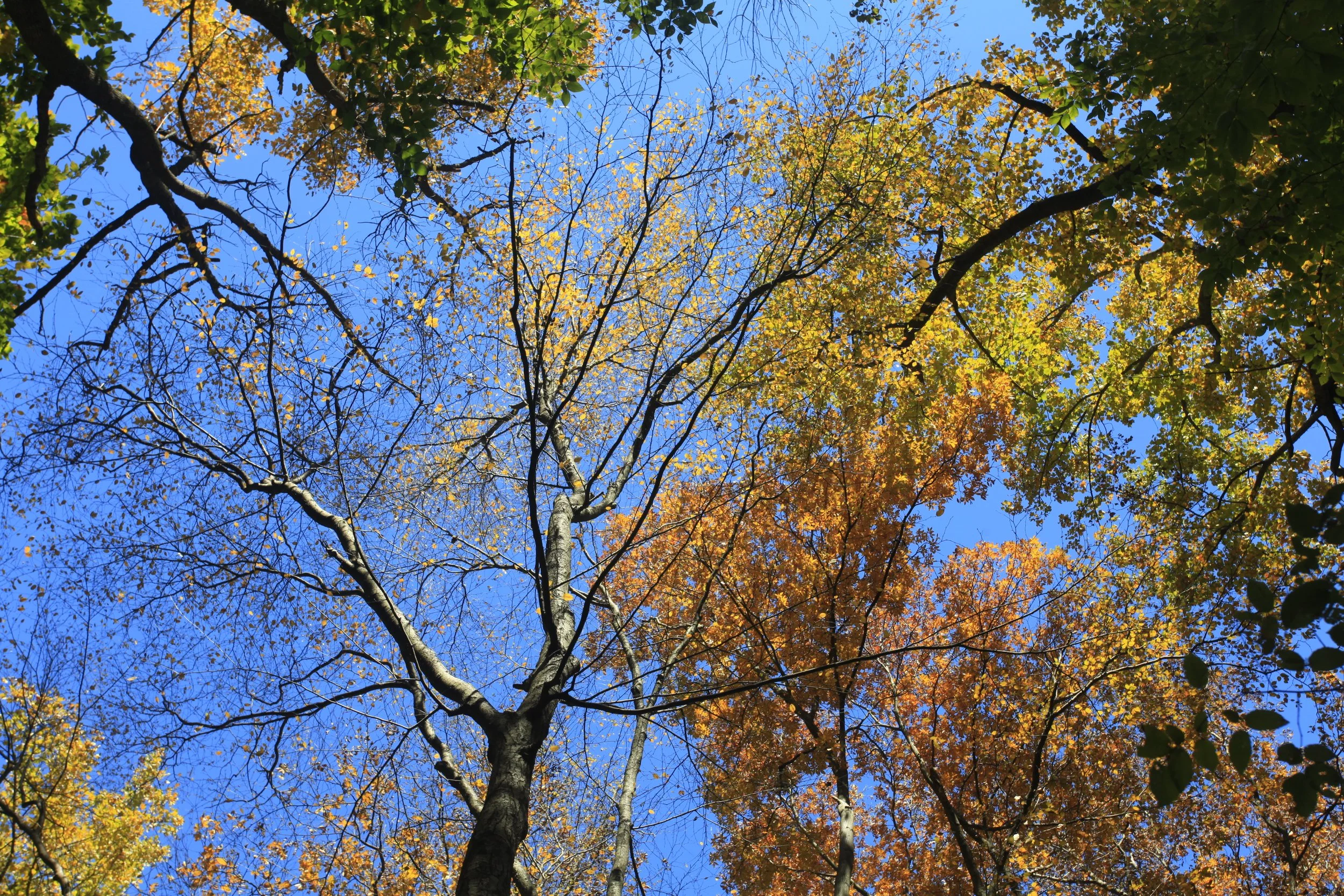 _MG_8989_7228.JPG