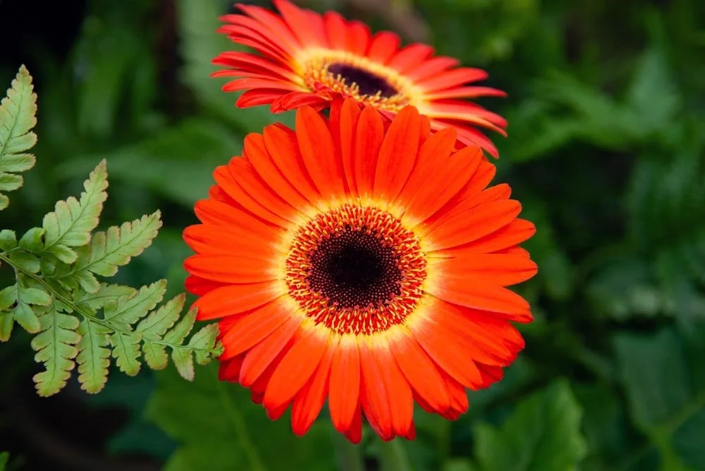 52_orange, Black and yellow.jpg