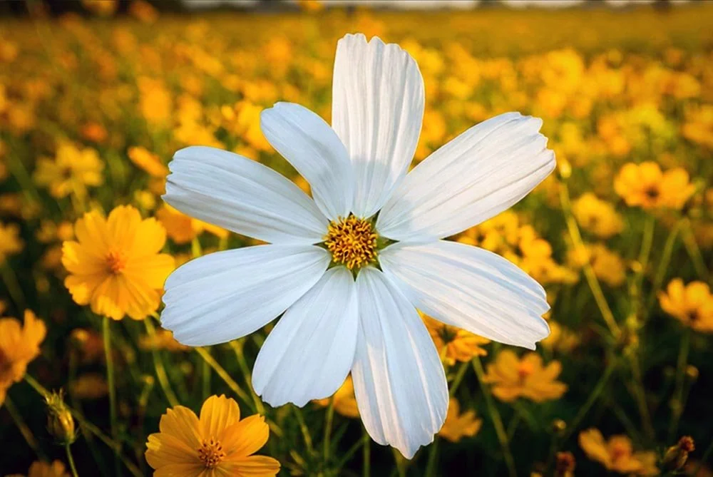 21_White and Yellow Flower.jpg