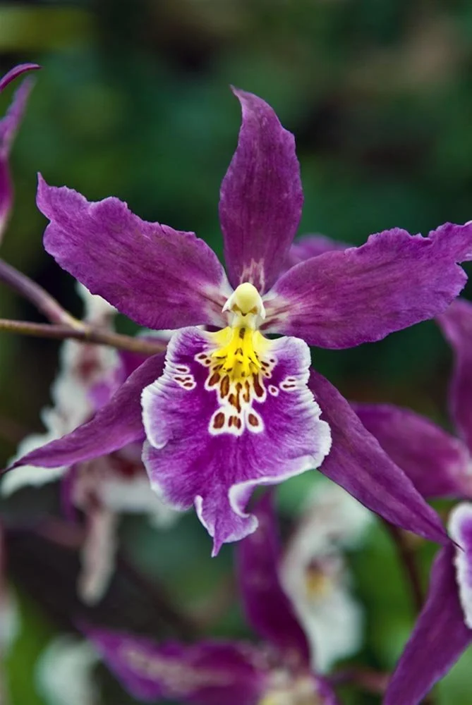 30_purple and yellow Orchard.jpg