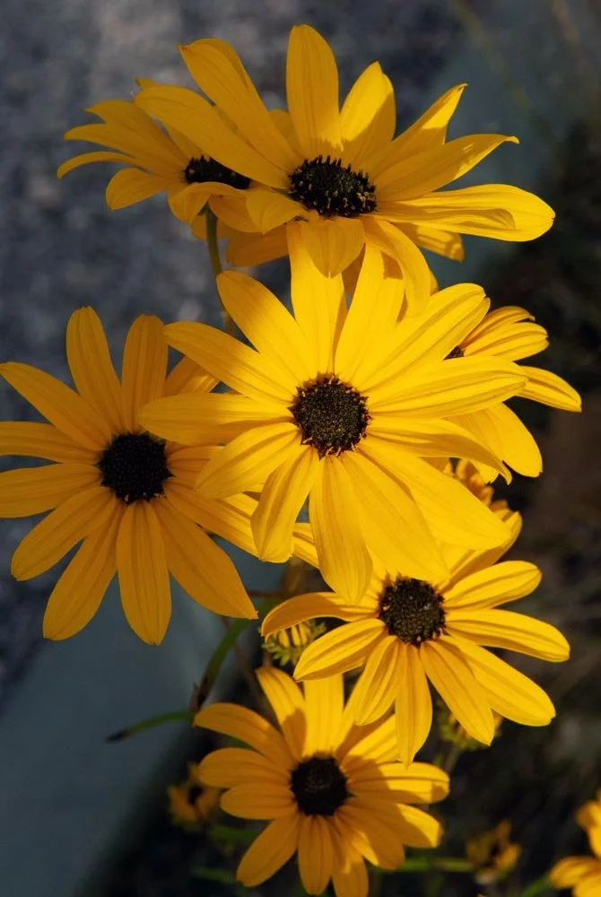 42_DC Blackeye Susan.jpg