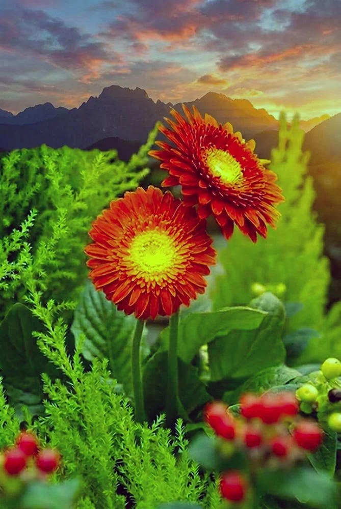 47_ Orange and Yellow Sunset flowers.jpg
