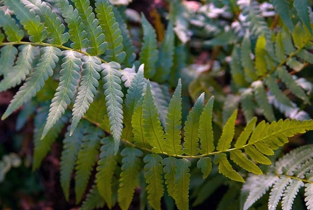 28_Dancing Leaves.jpg
