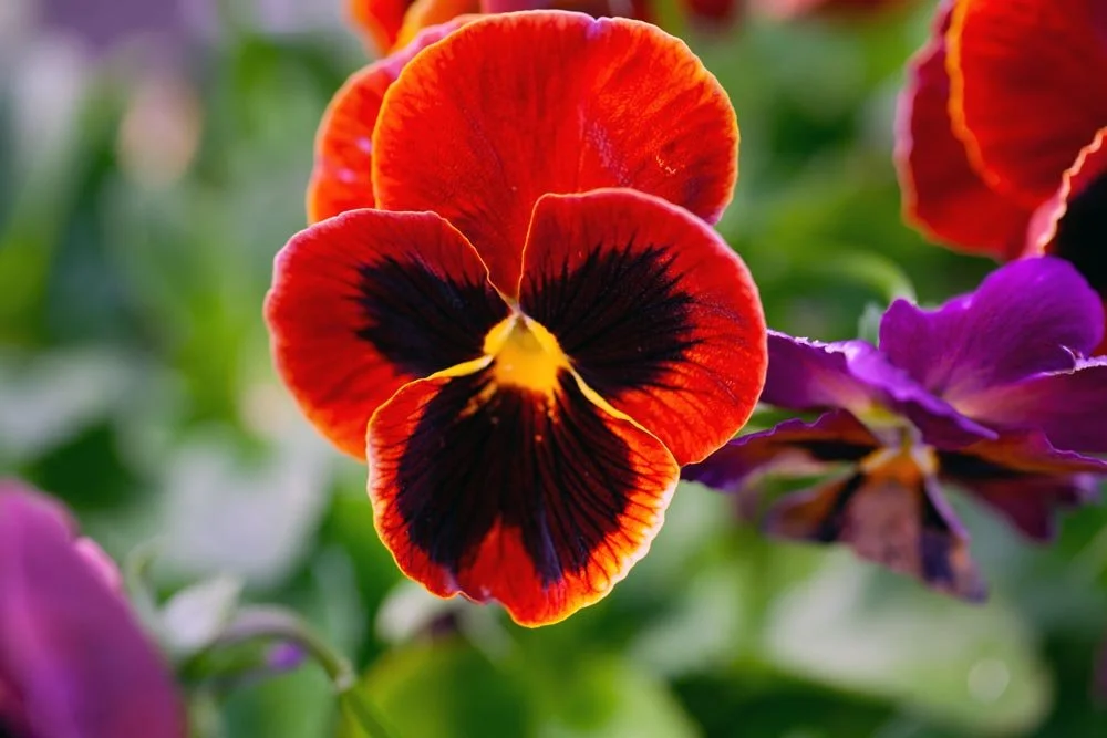 11_Red and Black Pansy.jpg