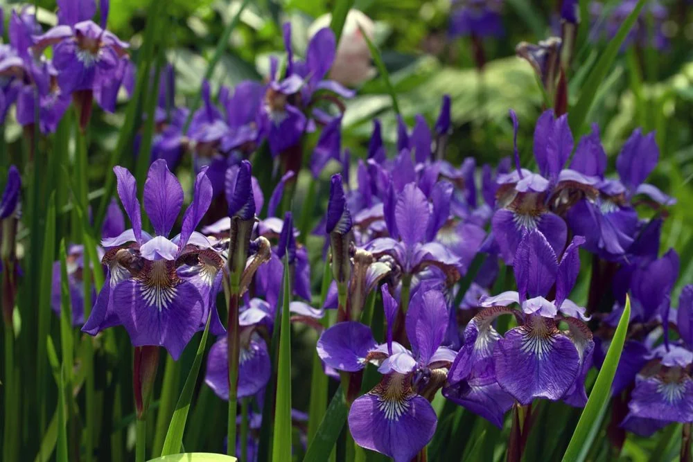 13_Field of Blue.jpg