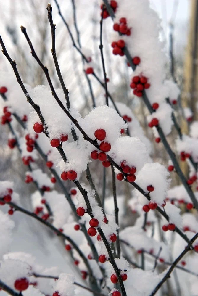 35_Red Buds in Winter.jpg