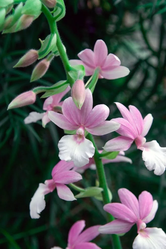 41_DC Pink Flora.jpg