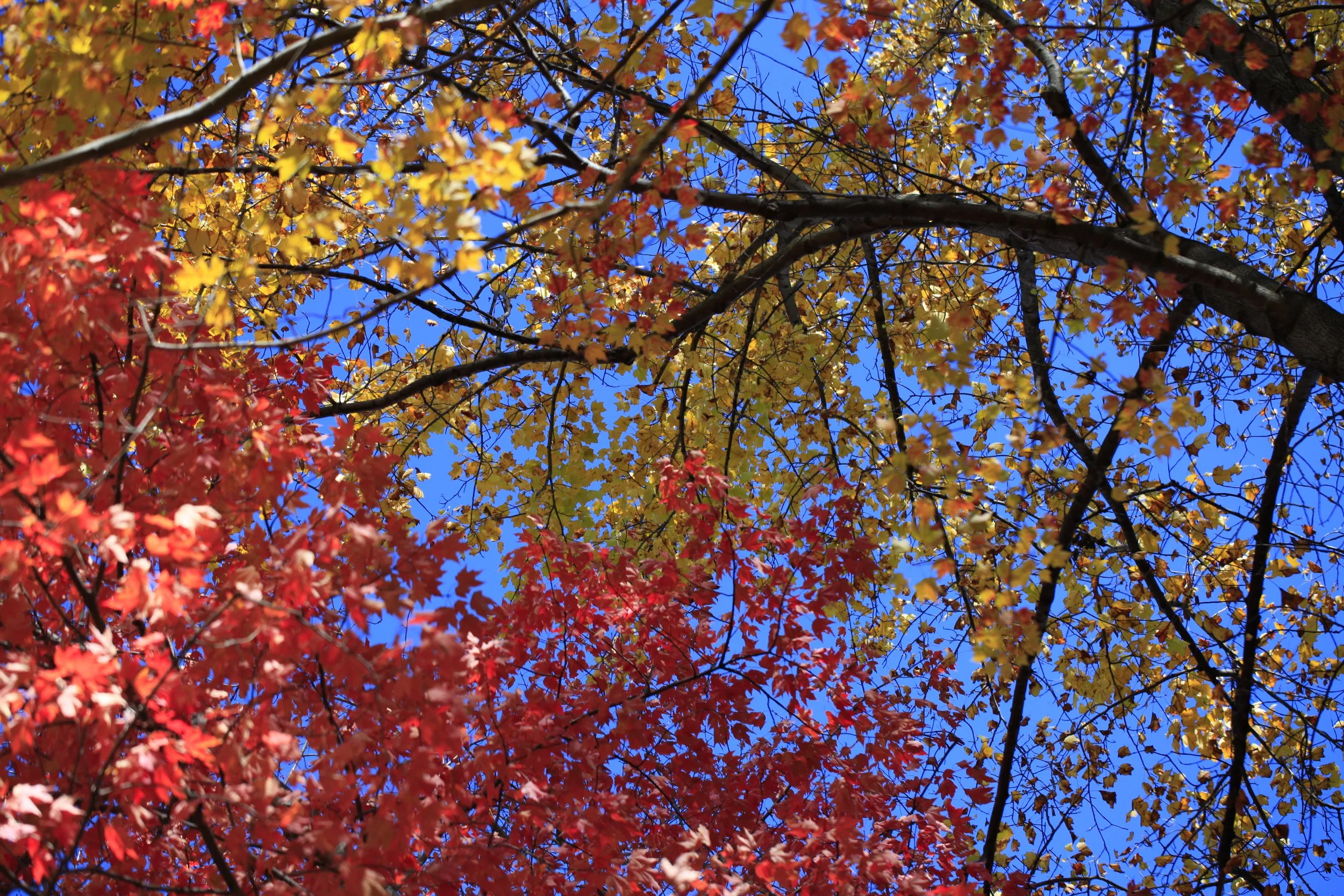 _MG_8942_6687.JPG