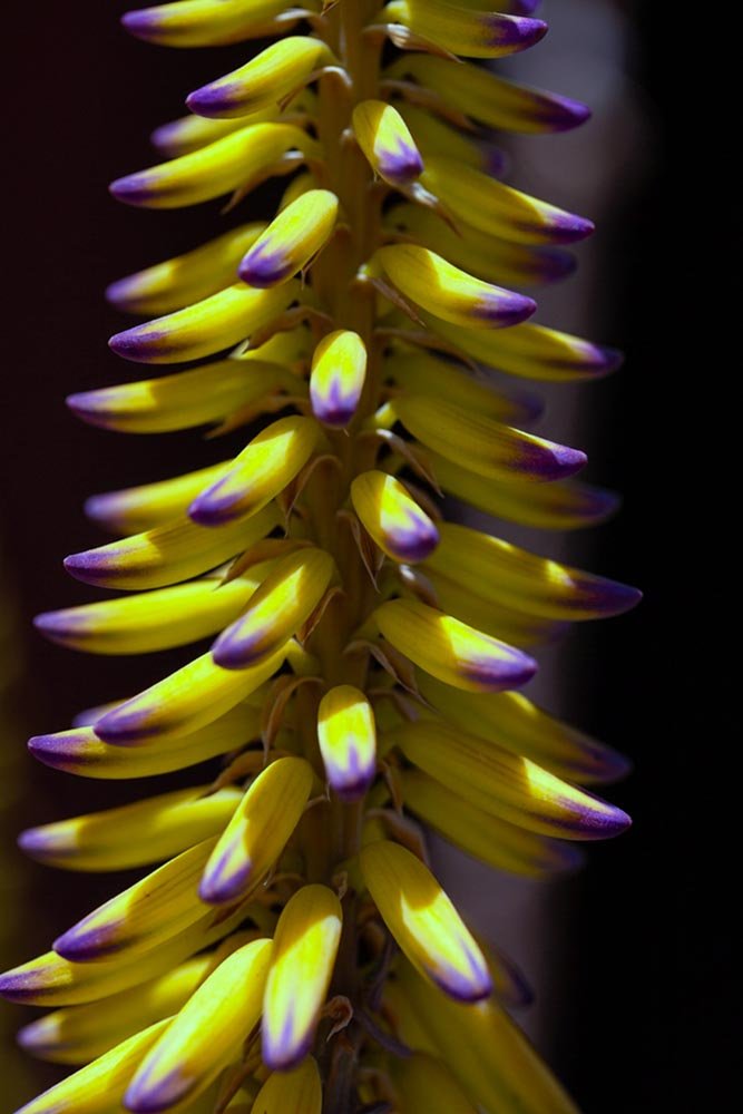 36_Hanging Bananna.jpg