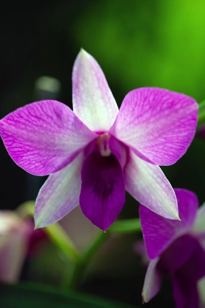10_Purple.jpg