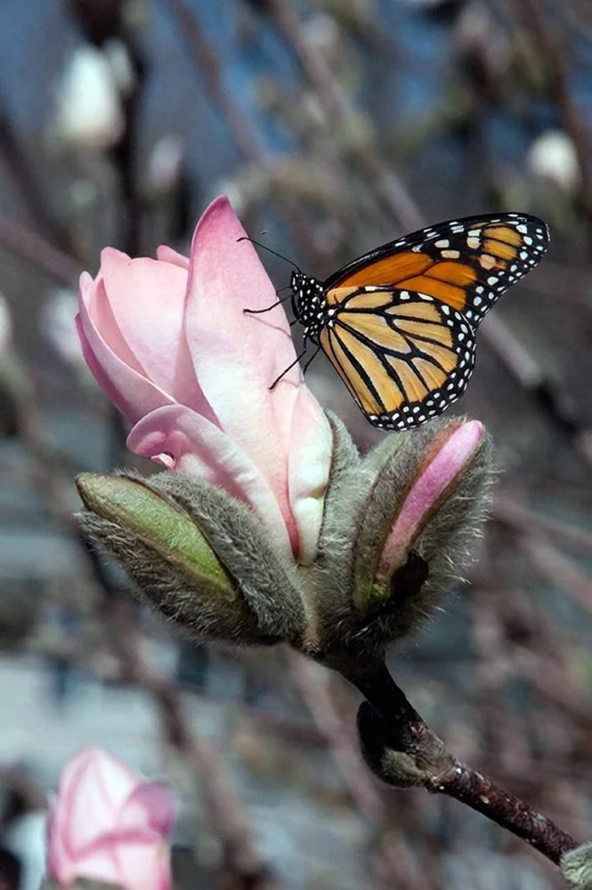 16_Pink Bud with Butterfly.jpg