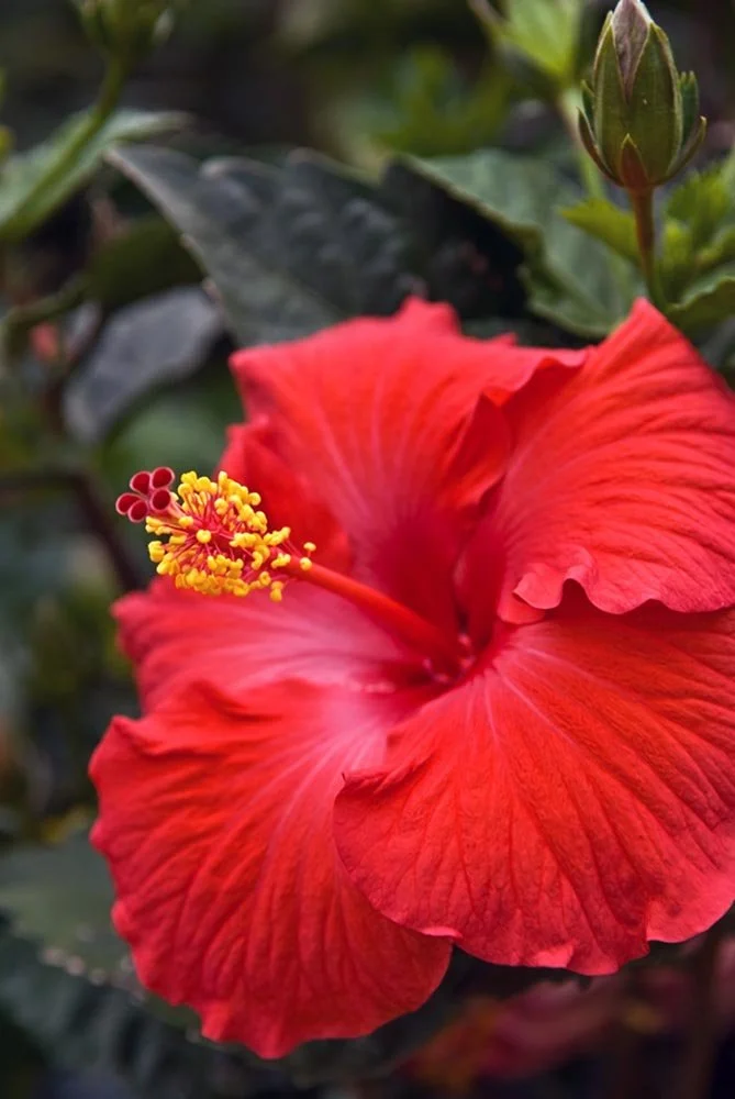 29_Red with yellow seed pods.jpg