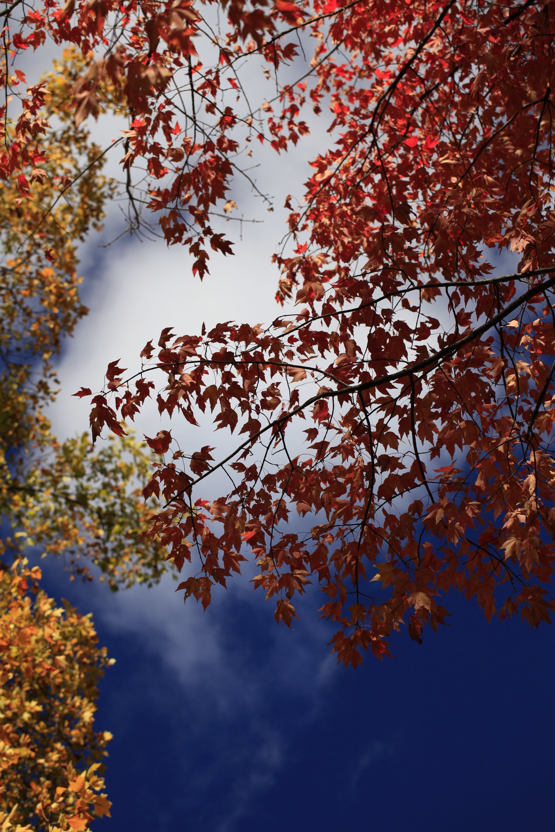 _MG_8945_6690.JPG