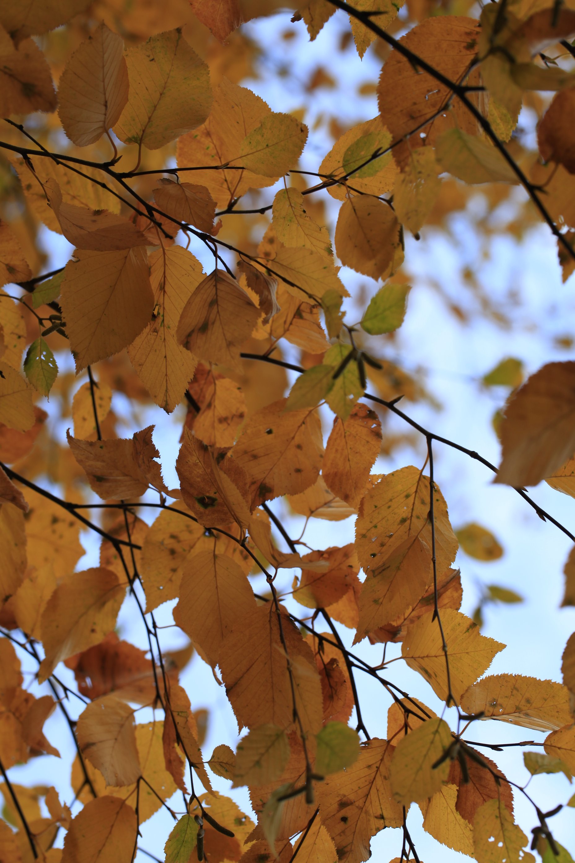 _MG_9016_7335.JPG