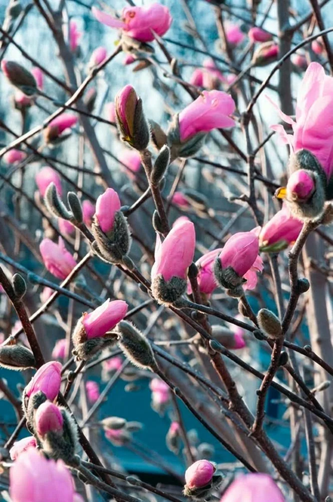 15_Pink Buds.jpg