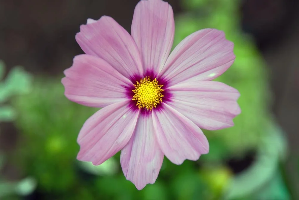 24_Pink and yellow Flower.jpg