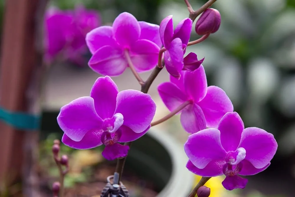 50_purple Flowers.jpg