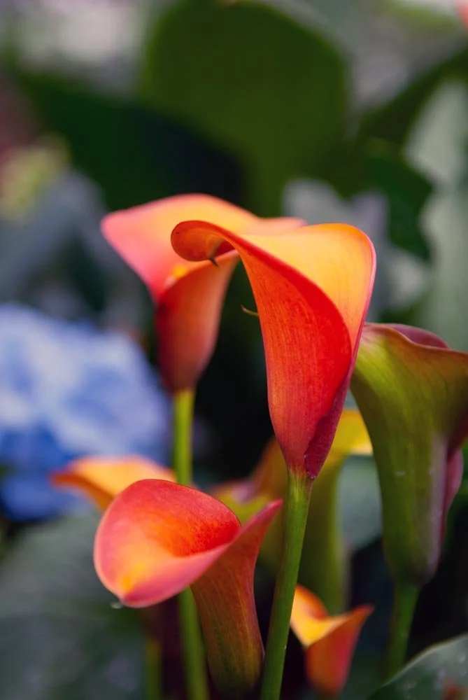 49_Orange Tulip.jpg