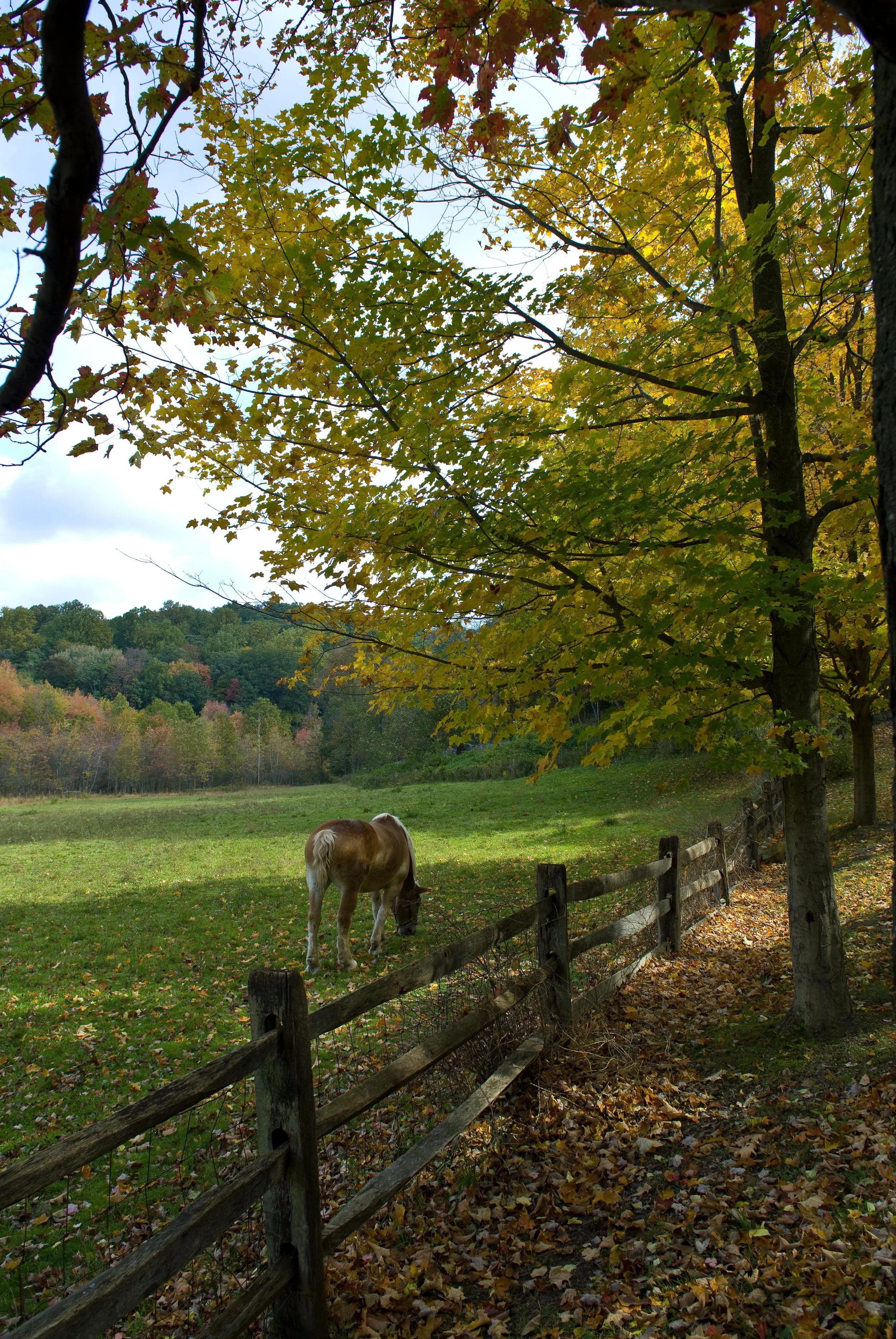 L-89 Upsate Fence and Horse copy.jpg