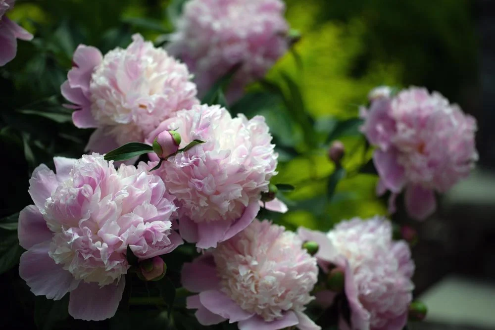 14_Budding Pianese.jpg