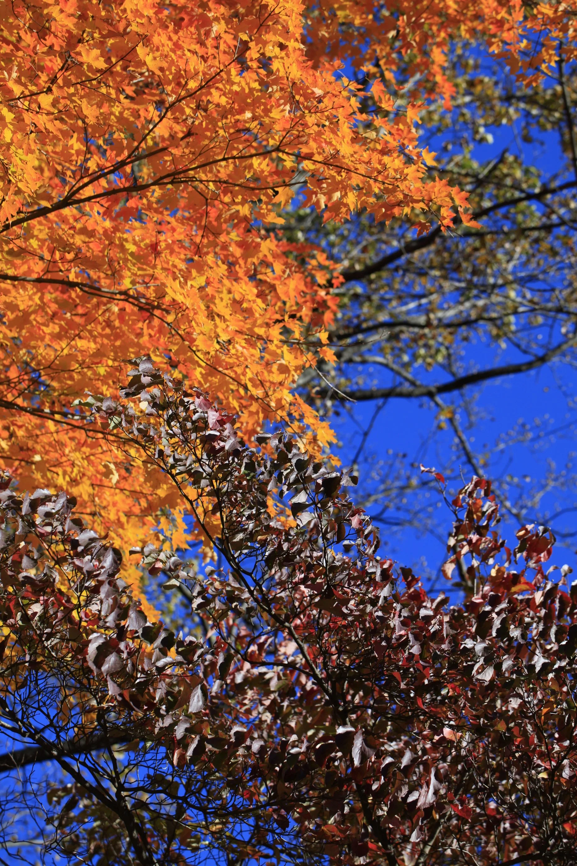_MG_8934_6678.JPG