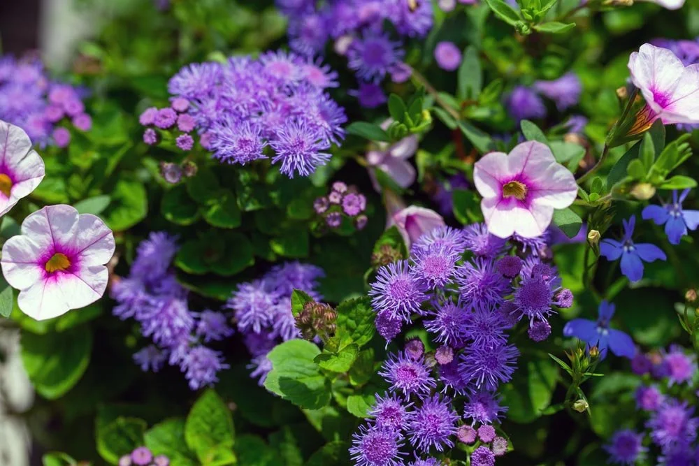 14_ Sea of Purple.jpg
