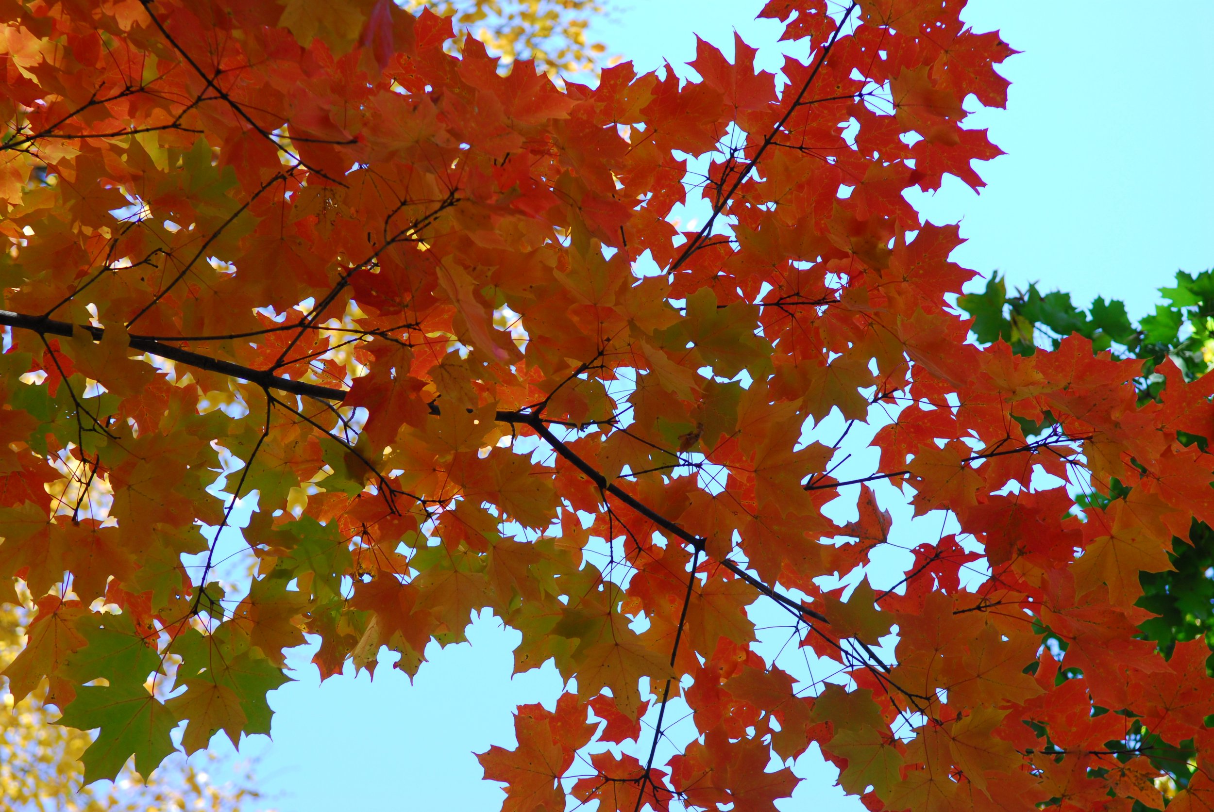 DSC_1151_2564.JPG