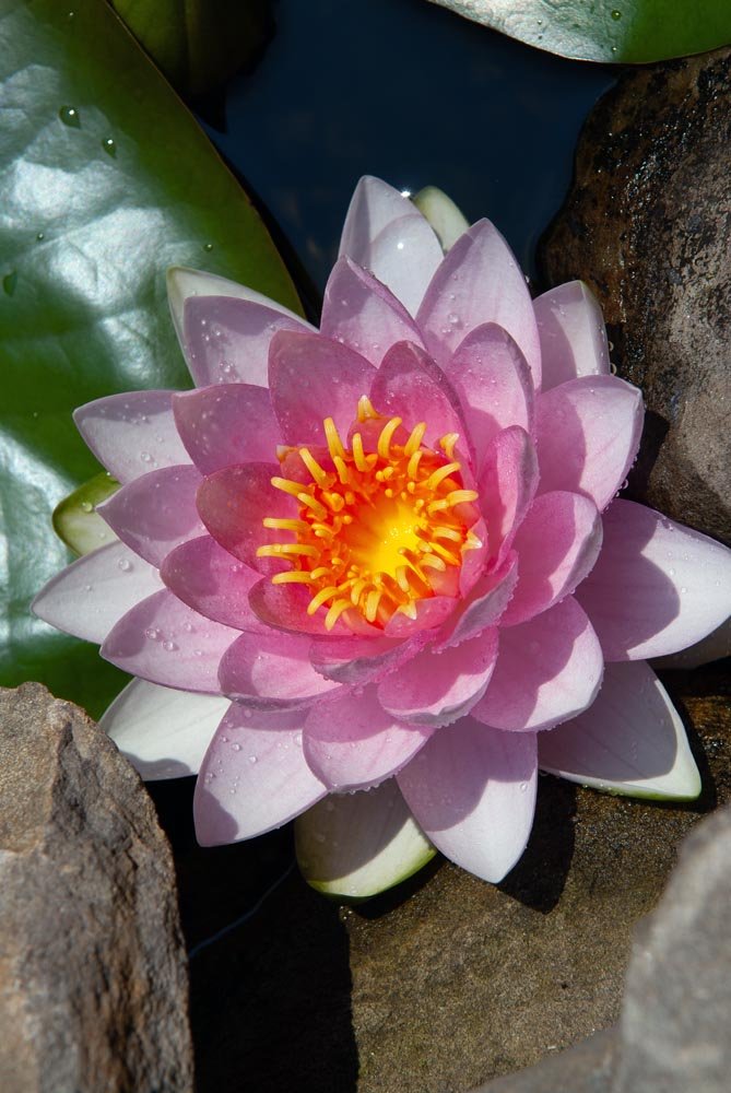 20_Pink Water Lilly.jpg